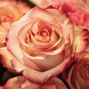 Mediums.be - medium Rose
